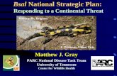 First Steps Toward a National Strategic Plan for Batrachochytrium salamandrivorans
