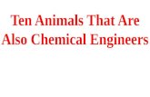 Animals that are chemical engineers