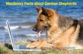 Texasbiggermanshepherds  -  Useful Facts in German Shepherd