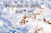 H.pylori and IHC 2