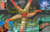 Collection and preservation of sponges and echinoderms