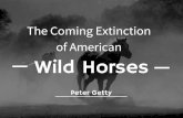 The Coming Extinction of American Wild Horses