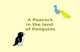 Peacock & penguins