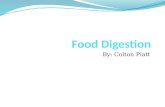Food digestion