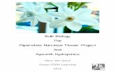Bulb Biology, The Paperwhite Narcissus Flower Project And Hyacinth Hydroponics