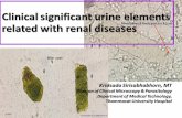 Clinical significant urine elements relate with renal diseases