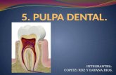 Pulpa Dental