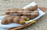 Tamarind varieties and processing