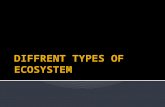 Diffrent types-of-ecosystem-4kl