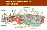 The cell membrane function
