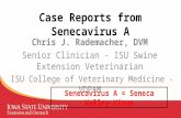 Dr. Chris Rademacher - Seneca Valley Virus - Field Experiences In Iowa