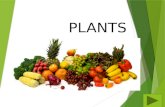 Plants powerpoint lesson