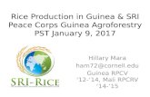 Rice Production in Guinea and SRI,  Peace Corps Guinea