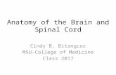 Anatomy of the brain and the spinal cord