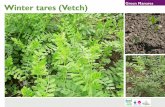 Winter Tares (Vetch) - Green Manures for School Gardens ~ United Kingdom