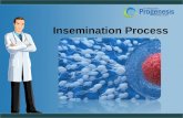Insemination process