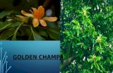 Somnath acharjee 14 bar1086 ( golden champa )