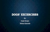 Dogs’ excercises