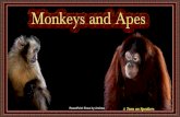Monkeys and Apes - animated