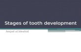 Stages of tooth development