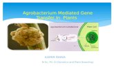 Agrobacterium mediated gene transfer in plants