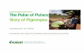 The Pulse of Pulses: Story of Pigeonpea