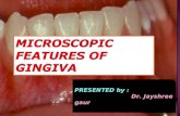 Microscopic features of gingiva