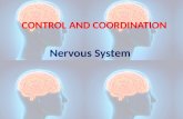 Control and coordination  (nervous system)