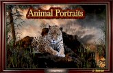 Animal Portraits - animated widescreen