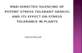 RNAi-DIRECTED SILENCING OF POTENT STRESS TOLERANT GENE(S) AND ITS EFFECT ON STRESS TOLERANCE IN PLANTS