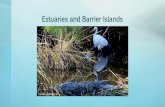 Estuaries and barrier islands