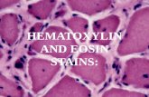hematoxylin and eosin stains