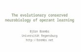 The evolutionary conserved neurobiology of operant learning