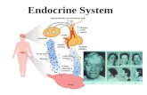 Endocrine System Outline of major players