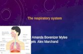Human Body - Respiratory System