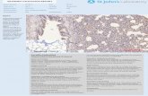 Immunohistochemistry Antibody Validation Report for Anti-Luciferase Antibody (STJ97752)