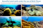 Beautiful coral reefs under the sea of Binh Thuan, Vietnam