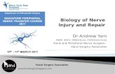 Biology of nerve injury and repair