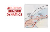 Dr. reema thomas aqueous dynamics 18 1-17