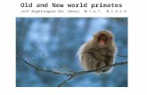 old+and+new+world+primates (1) MDP