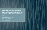 Getting to the root of domestication traits in carrot (Daucus carota L.)