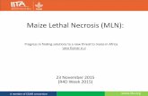 Maize Lethal Necrosis (MLN): Progress in finding solutions to a new threat to maize in Africa