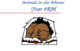 Animals winter
