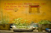 Herbs Container Gardening