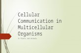 Cellular communication in multicellular organisms