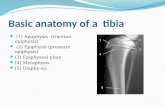 Basic anatomy of a  tibia