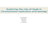 Role of SeqA in replication and chromosomal damage