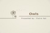 Owls behavior