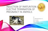 Induction of parturition & elective termination of pregnancy