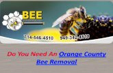 Orange county bee removal